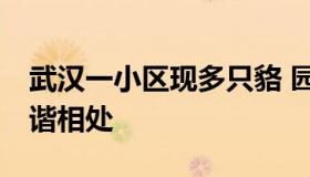 武汉一小区现多只貉 园方建议：保持距离 和谐相处