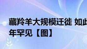 藏羚羊大规模迁徙 如此大规模的迁徙现象近年罕见【图】