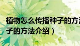 植物怎么传播种子的方法有哪些（植物传播种子的方法介绍）