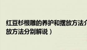 红豆杉根雕的养护和摆放方法介绍（红豆杉根雕的养护和摆放方法分别解说）