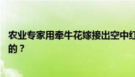 农业专家用牵牛花嫁接出空中红薯 “空中结薯”是怎样做到的？