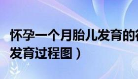 怀孕一个月胎儿发育的征兆（怀孕一个月胎儿发育过程图）