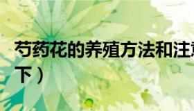 芍药花的养殖方法和注意事项（快来这里学习下）