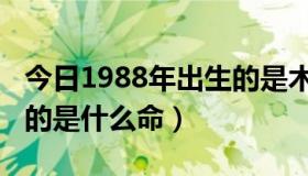 今日1988年出生的是木属性么（1988年出生的是什么命）