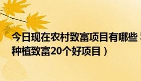 今日现在农村致富项目有哪些 种植,养殖（农村种什么挣钱种植致富20个好项目）