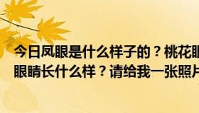 今日凤眼是什么样子的？桃花眼？冯丹的眼睛？杏眼？其他眼睛长什么样？请给我一张照片。谢谢 V