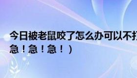 今日被老鼠咬了怎么办可以不打疫苗吗（被老鼠咬了怎么办急！急！急！）