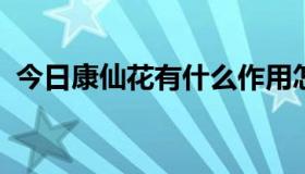 今日康仙花有什么作用怎么食用才能有效果