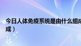 今日人体免疫系统是由什么组成（人体的免疫系统由那些组成）