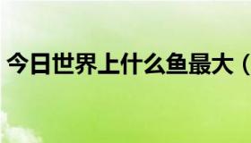 今日世界上什么鱼最大（世界上什么鱼最大）