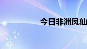 今日非洲凤仙花怎么养