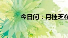 今日问：月桂芝在Q馆做什么？