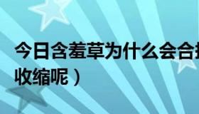 今日含羞草为什么会合拢呢（含羞草为什么会收缩呢）