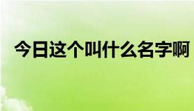 今日这个叫什么名字啊（这位叫什么名字）