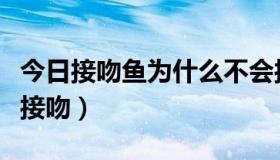 今日接吻鱼为什么不会接吻（接吻鱼为什么会接吻）