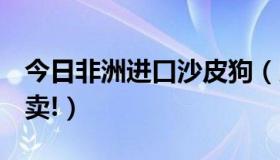 今日非洲进口沙皮狗（以色列沙皮狗! 哪里有卖!）