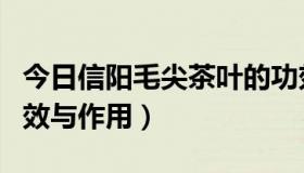 今日信阳毛尖茶叶的功效（信阳毛尖茶叶的功效与作用）