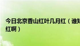 今日北京香山红叶几月红（谁知到北京的香山红叶什么时候红啊）