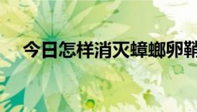 今日怎样消灭蟑螂卵鞘（怎样消灭蟑螂）