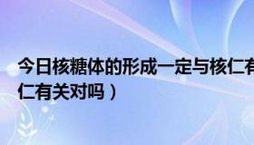 今日核糖体的形成一定与核仁有关（核糖体的形成一定与核仁有关对吗）