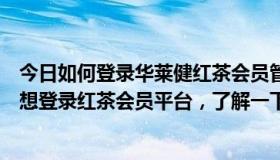 今日如何登录华莱健红茶会员管理系统？我是华莱茶商。我想登录红茶会员平台，了解一下自己在盘中的位置。