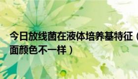 今日放线菌在液体培养基特征（为什么放线菌培养基正反两面颜色不一样）