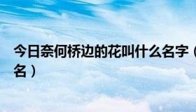 今日奈何桥边的花叫什么名字（关于奈何桥或者罂粟花的网名）