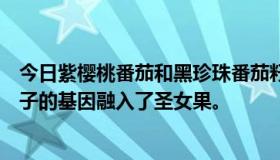 今日紫樱桃番茄和黑珍珠番茄籽是转基因的吗？感觉像是茄子的基因融入了圣女果。