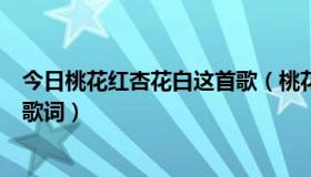 今日桃花红杏花白这首歌（桃花红杏花白李花艳是什么歌的歌词）