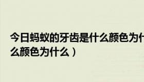 今日蚂蚁的牙齿是什么颜色为什么不能吃（蚂蚁的牙齿是什么颜色为什么）