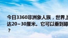 今日3360非洲象人族，世界上上生殖器最大的民族，其JJ长达20~30厘米。它可以垂到膝盖以下，甚至拖地。是真的吗？