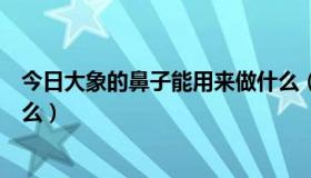 今日大象的鼻子能用来做什么（大象的鼻子都可以用来做什么）