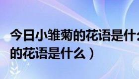 今日小雏菊的花语是什么一个词概括（小雏菊的花语是什么）