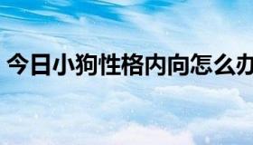 今日小狗性格内向怎么办（性格内向怎么办）