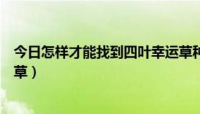 今日怎样才能找到四叶幸运草种子（怎样才能找到四叶幸运草）