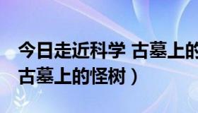 今日走近科学 古墓上的怪树教案（走近科学 古墓上的怪树）