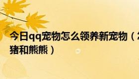 今日qq宠物怎么领养新宠物（怎么样免费领养QQ宠物，猪猪和熊熊）