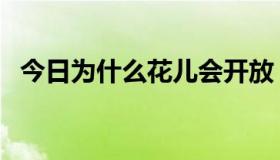 今日为什么花儿会开放（为什么花儿会开）