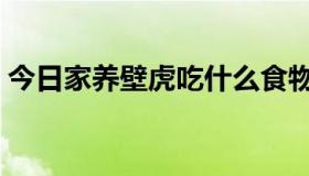 今日家养壁虎吃什么食物（家养壁虎吃什么）