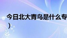 今日北大青鸟是什么专业?（北大青鸟专业吗）