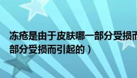 冻疮是由于皮肤哪一部分受损而引起（冻疮是由于皮肤哪一部分受损而引起的）