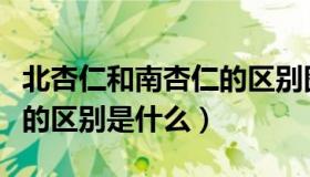 北杏仁和南杏仁的区别图片（北杏仁和南杏仁的区别是什么）