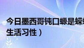 今日墨西哥钝口螈是蝾螈吗（墨西哥钝口螈的生活习性）