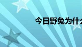 今日野兔为什么打不开？