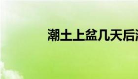 潮土上盆几天后浇水（潮土）