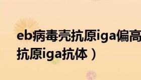 eb病毒壳抗原iga偏高怎么回事（eb病毒壳抗原iga抗体）