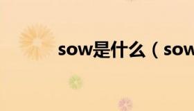 sow是什么（sow是什么意思）