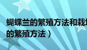 蝴蝶兰的繁殖方法和栽培技术有哪些（蝴蝶兰的繁殖方法）