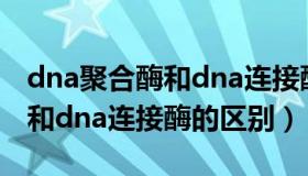 dna聚合酶和dna连接酶的区别（dna聚合酶和dna连接酶的区别）