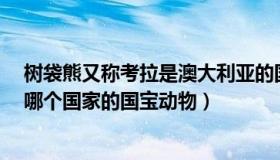 树袋熊又称考拉是澳大利亚的国宝（考拉 又叫做树袋熊 是哪个国家的国宝动物）